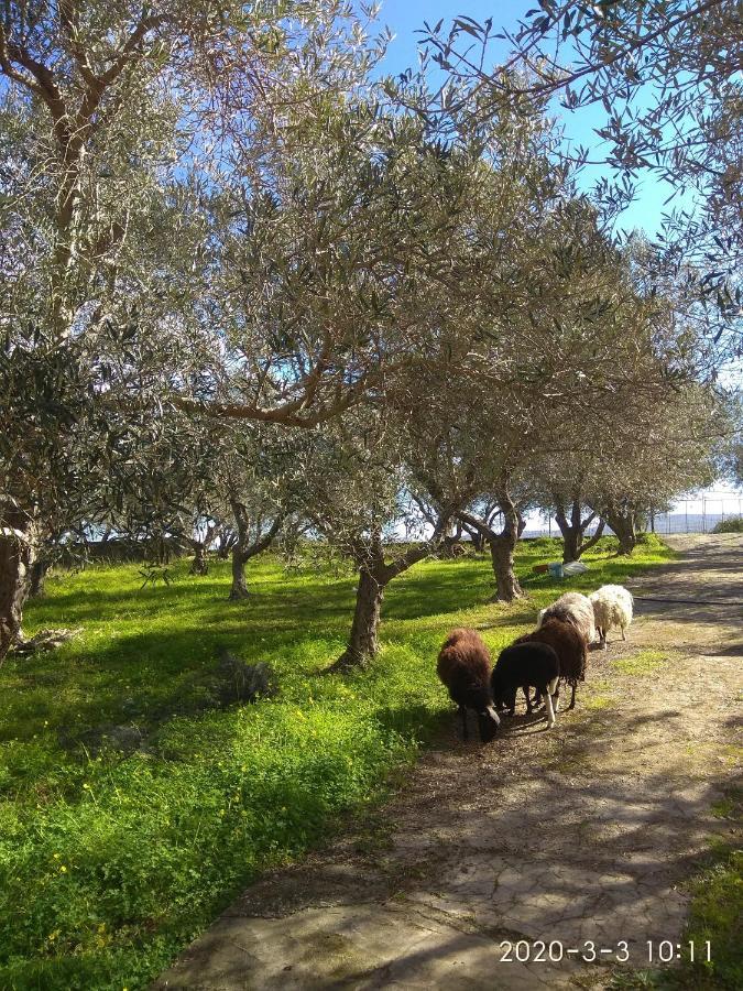 Ktima Tzamika Apartment Episkopi  ภายนอก รูปภาพ