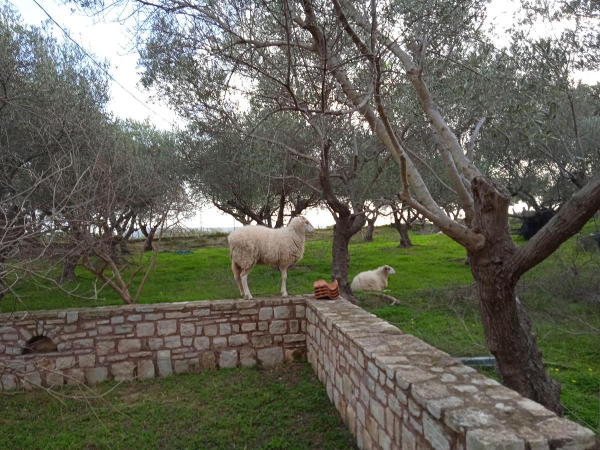 Ktima Tzamika Apartment Episkopi  ภายนอก รูปภาพ