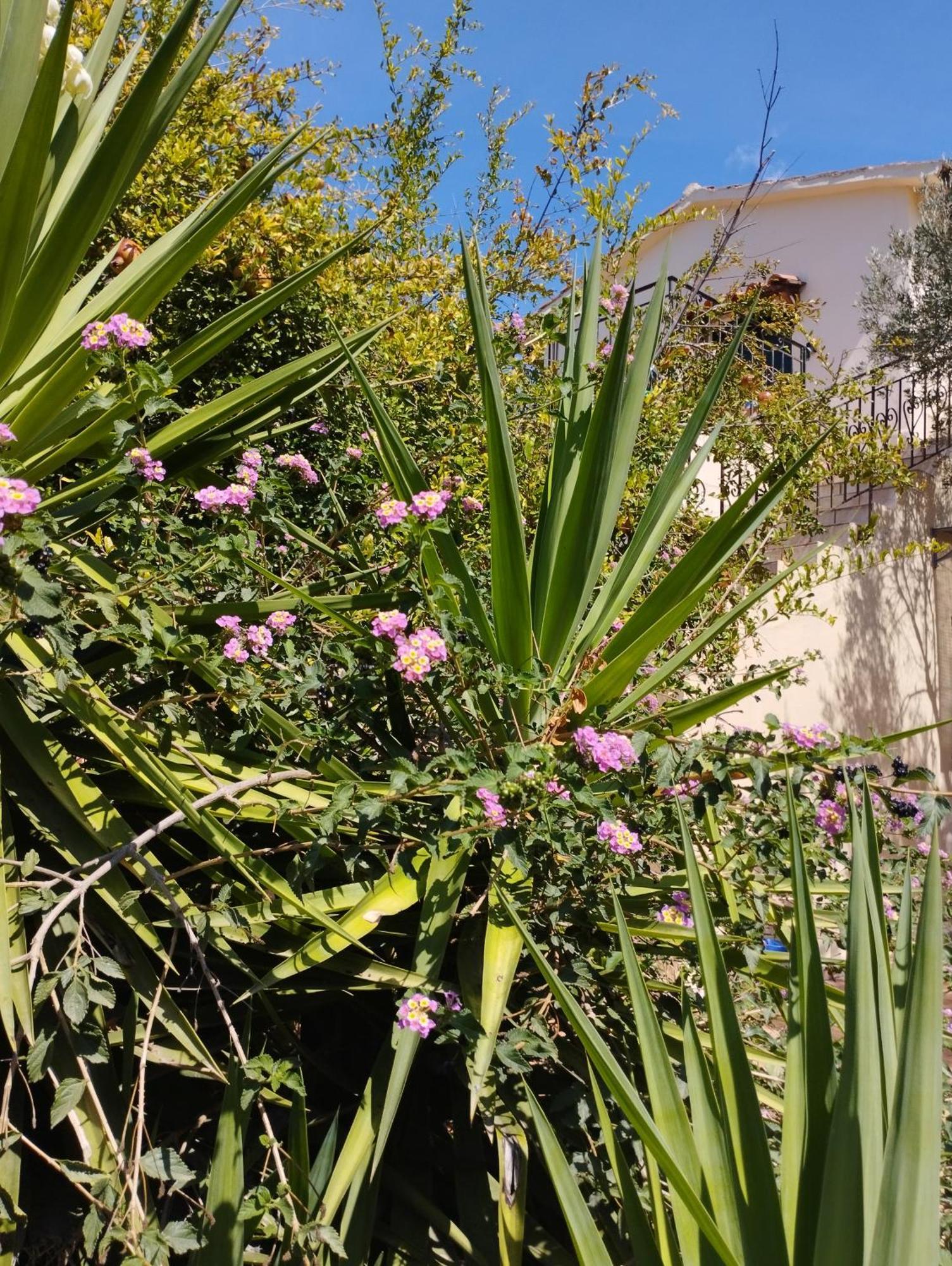 Ktima Tzamika Apartment Episkopi  ภายนอก รูปภาพ